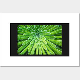 Succulent plant closeup Posters and Art